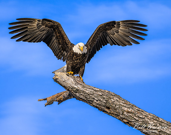 Bald Eagle Landing (1) - 2022