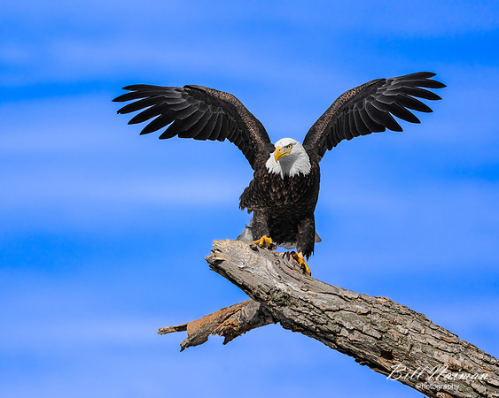 Bald Eagle Landing (2) - 2022