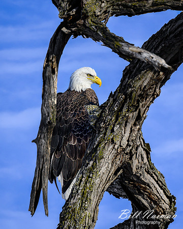 Bald Eagle in Natural Tree Frame - 2022