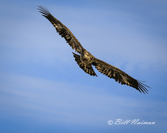 Juvenile Bald Eagle Soaring - 2022