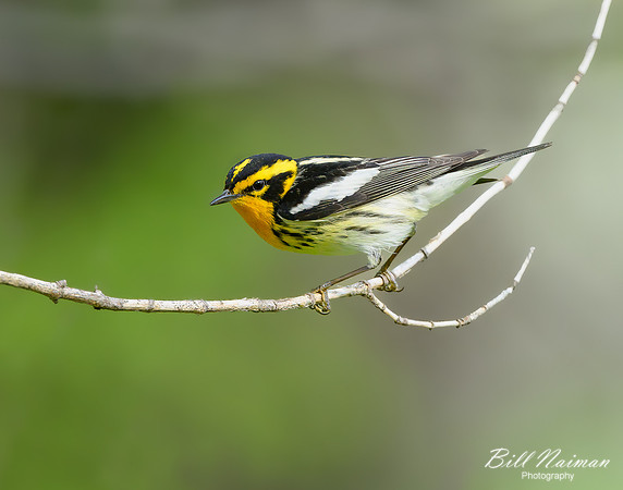 Blackburnian Warbler - 2022