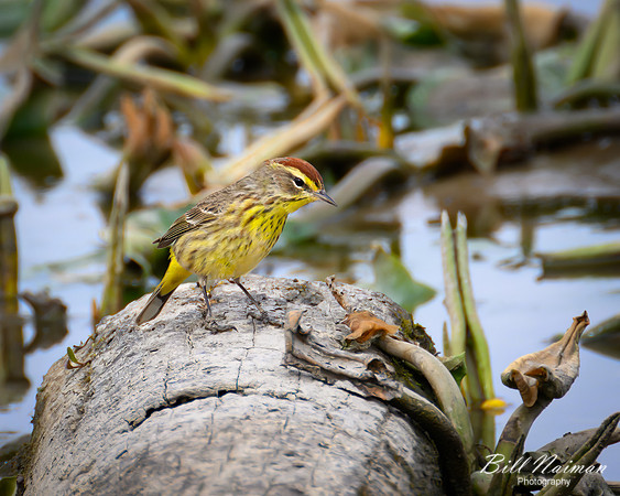 Palm Warbler - 2022 (1)
