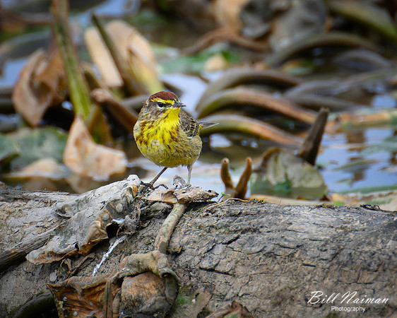 Palm Warbler - 2022 (2)