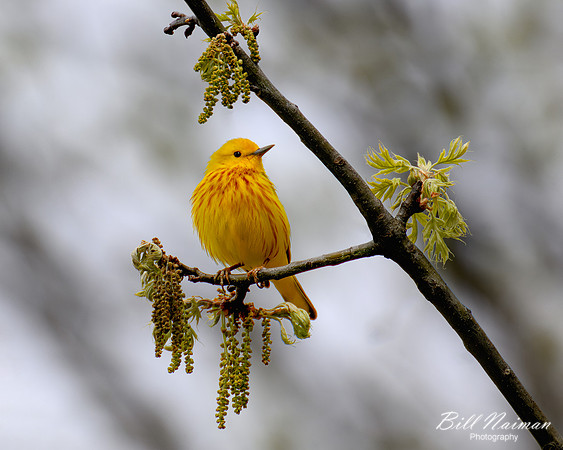 Yellow Warbler - 2022