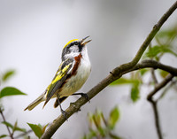 Chestnut-sided Warbler - 2022