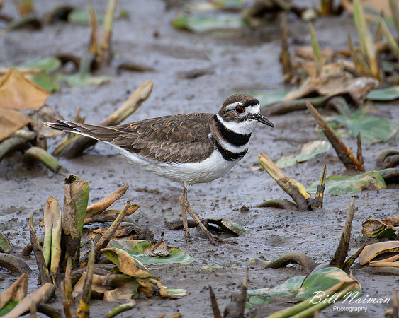 Kildeer - Sandy Marsh - 2022