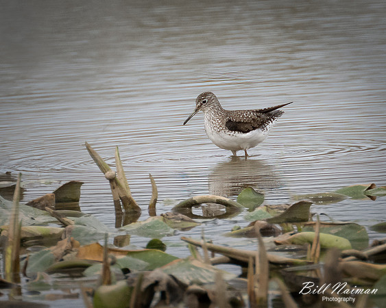 Solitary Sandpiper - Sandy Ridge - 2022