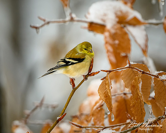 Goldfinch in Snow - 2022