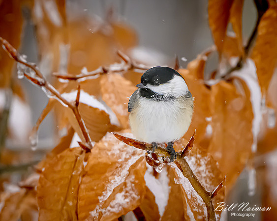 Black-capped Chickadee in Snow - 2022