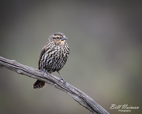 Red-Winged Blackbird - Female - 2022