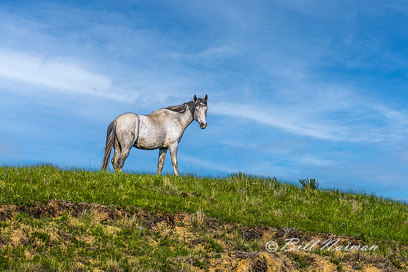 TRNP South Unit - Wild Horses - 2022 (1)