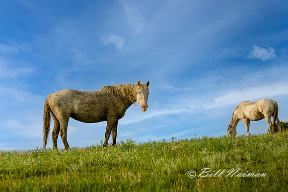 TRNP South Unit - Wild Horses - 2022 (3)