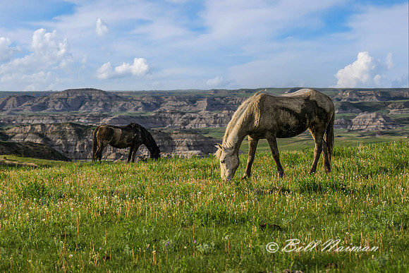 TRNP South Unit - Wild Horses - 2022 (2)