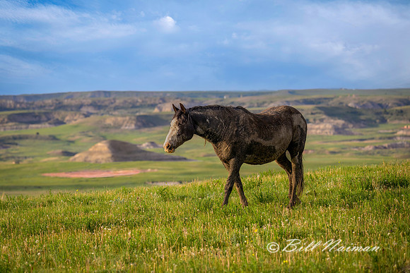 TRNP South Unit - Wild Horses - 2022 (4)