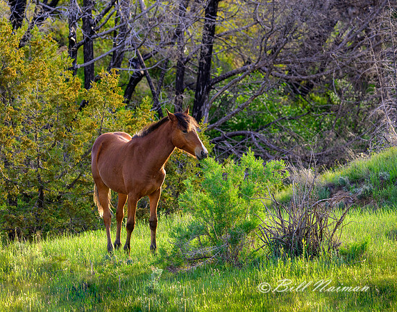 TRNP South Unit - Wild Horses - 2022 (5)