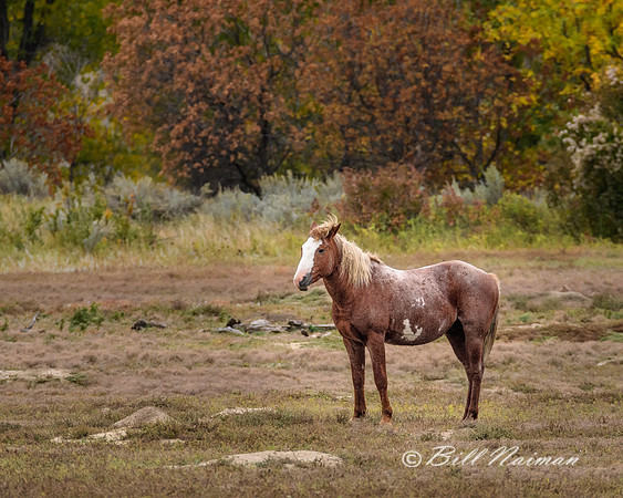 TRNP  South Unit (2) - Wild Horse - 2018