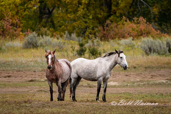 TRNP  South Unit (3) - WIld Horses - 2018