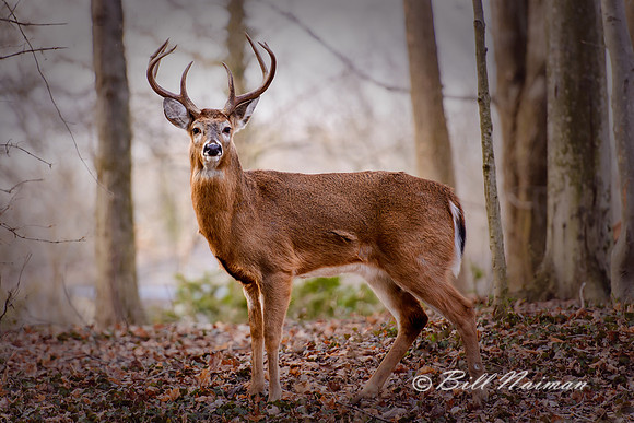White Tail Buck (5) - 8 Points