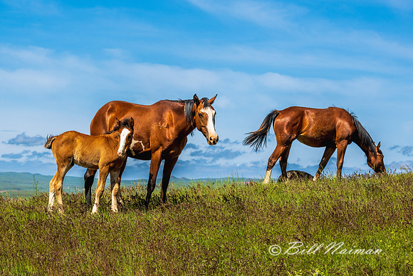 Free Roaming Horses at Little Big Horn - - 2022
