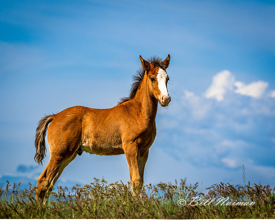 Free Roaming Horses at Little Big Horn - - 2022