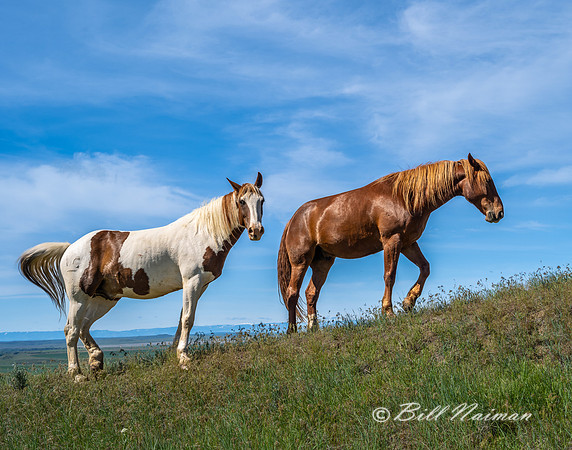 Free Roaming Horses at Little Big Horn - - 2022