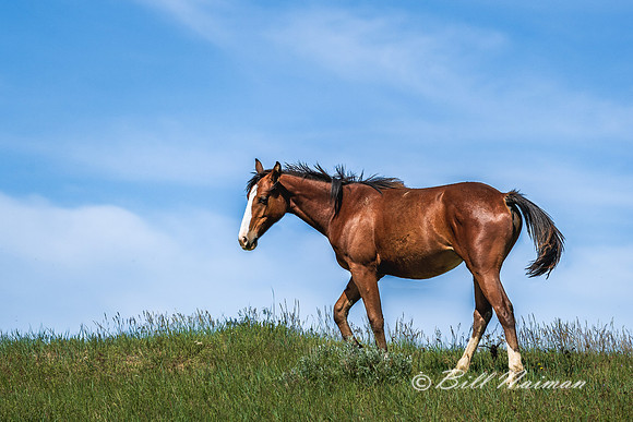 Free Roaming Horses at Little Big Horn - - 2022