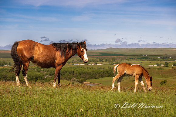 Free Roaming Horses at Little Big Horn - - 2022