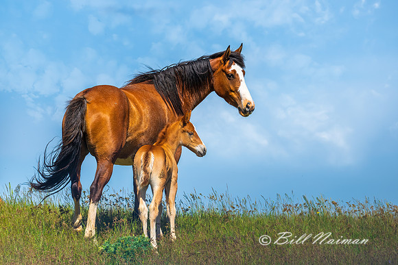 Free Roaming Horses at Little Big Horn - - 2022