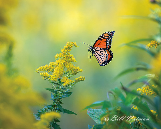 Monarch Butterfly and Goldenrod - 2022
