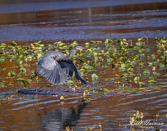 Blue Heron Landing 1 of 2 - 2020