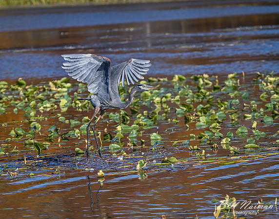 Blue Heron Landing 2 of 2 - 2020