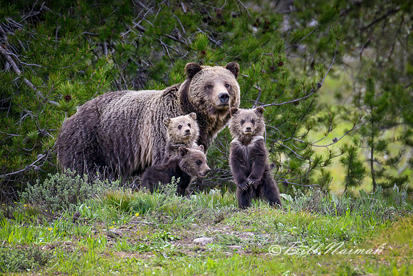 Grizzly Bear "Blondie" #793 &   3 Cubs - 2022(1)