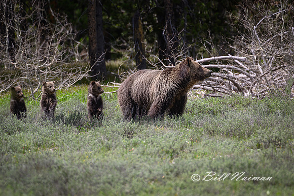Grizzly Bear "Blondie" #793 &  3 Cubs - 2022(2)