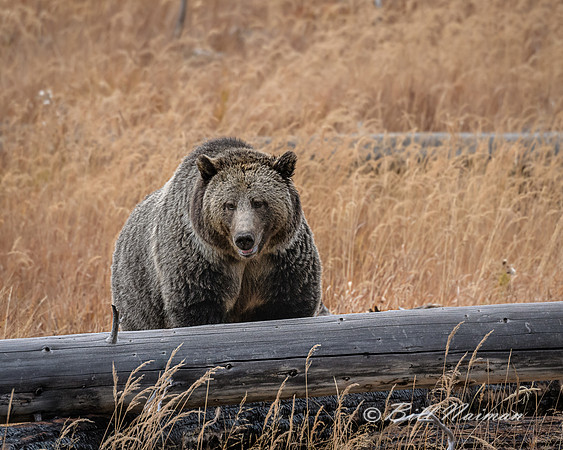 Raspberry the Grizzly - Yellowstone
