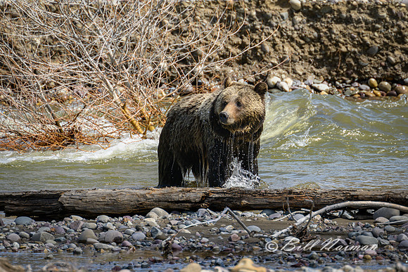 Grizzly Bear Swimming - Pilgrim Creek - 2022 (1)