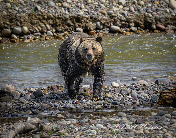 Grizzly Bear Swimming - Pilgrim Creek - 2022 (2)