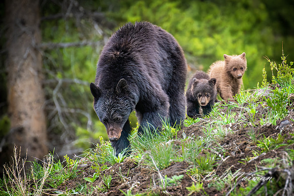 Black Bear Sow With 2 Cubs - 2022 (1)