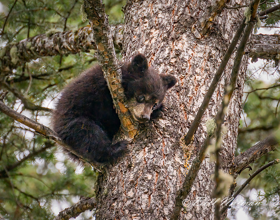Black Bear Cub in Tree - 2022