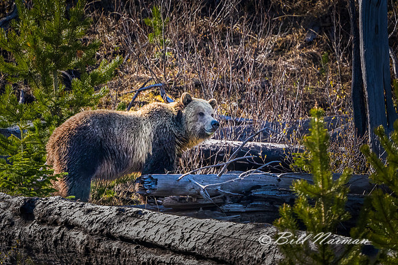 Grizzly Bear "Snow" #399 - 2022