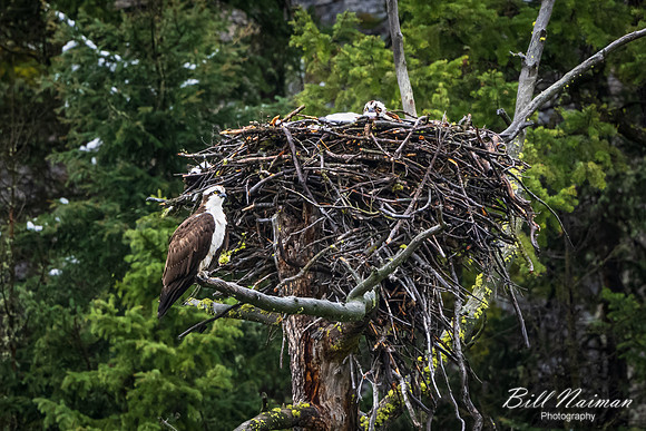 Osprey Pair at the Nest - 2022