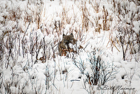 Lone Wolf With Carcass Remnant - 2022 (1)