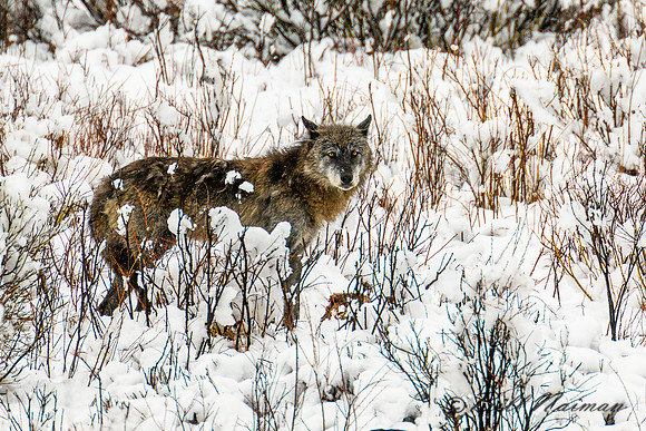 Lone Wolf With Carcass Remnant - 2022 (2)