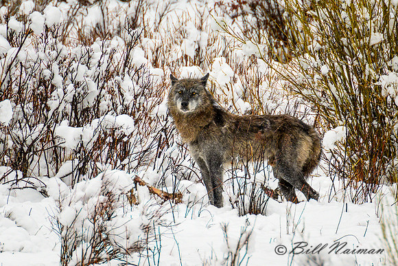 Lone Wolf With Carcass Remnant - 2022 (4)