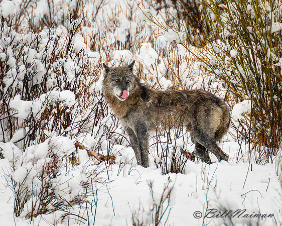 Lone Wolf With Carcass Remnant - 2022 (5)