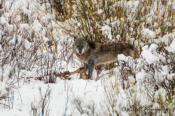 Lone Wolf With Carcass Remnant - 2022 (6)
