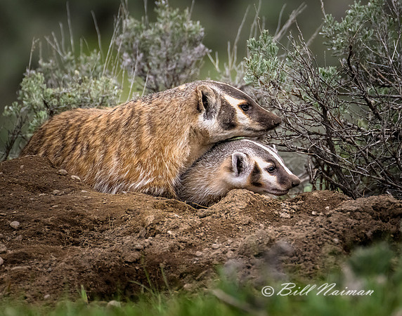 Badger Sow and Cub - 2022 (2)