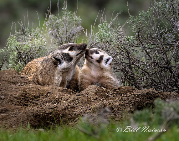 Badger Sow and Cub - 2022 (1)