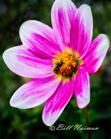 Bee Collecting Pollen in the Garden of Versailles