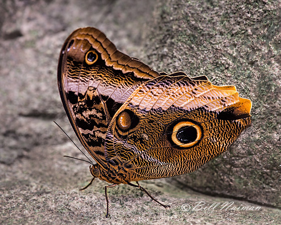 Giant Spotted Owl Butterfly- Caligo Atreus (Banded Owl)