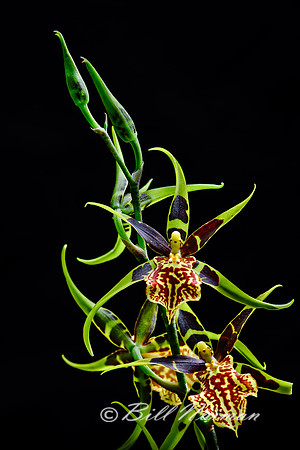 Spyder Orchid  Brassia 2013